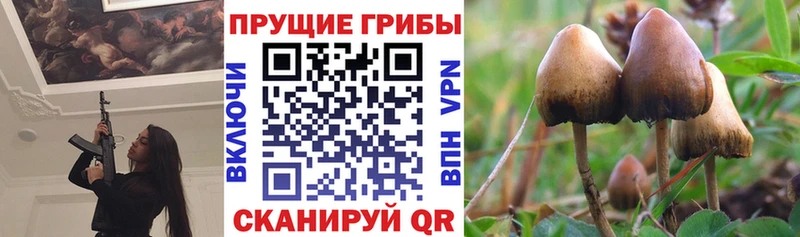 цены наркотик  Будённовск  Псилоцибиновые грибы Cubensis 